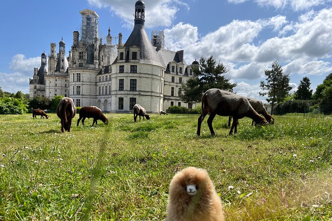 3 Loire Valley Castles and Wine Tasting Private Guided Tour - Amboise: royal rooms and Leonardo’s final resting place