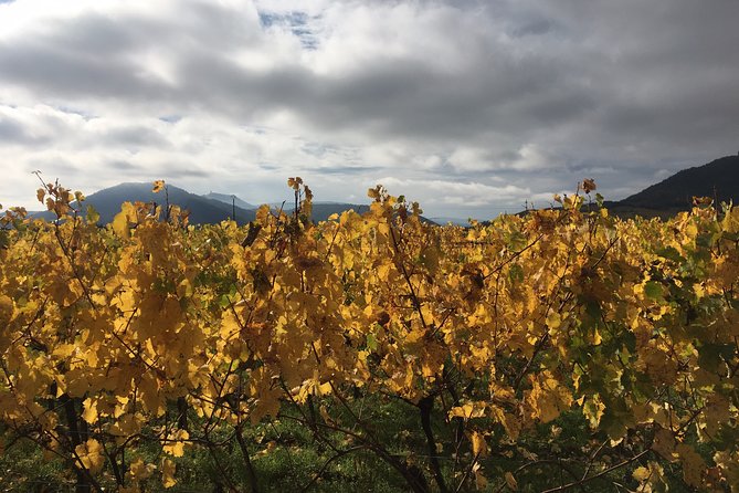 5H00 ALSACE PRIVATE TOUR-Castle, Villages, Wine, Friendly Driver - Does the $600.70 price offer good value?