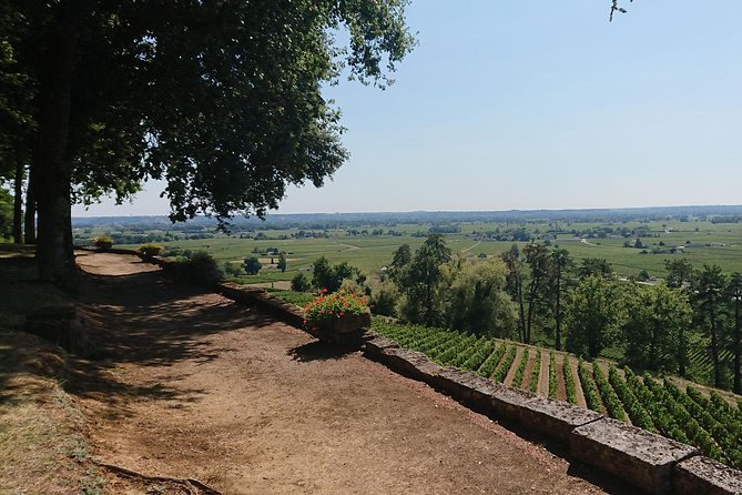 A day in Saint-Émilion and its Châteaux in a private tour (Van Luxe) - Clos Fourtet: beginning with the vineyard and the wine