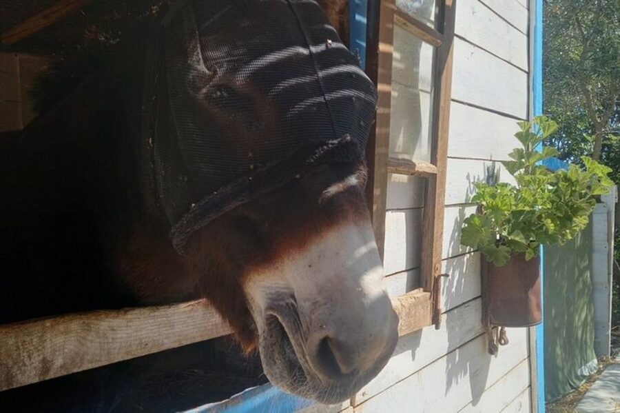 Albufeira Safari exploring villages, churches, castle & farm - My verdict: should you book it?