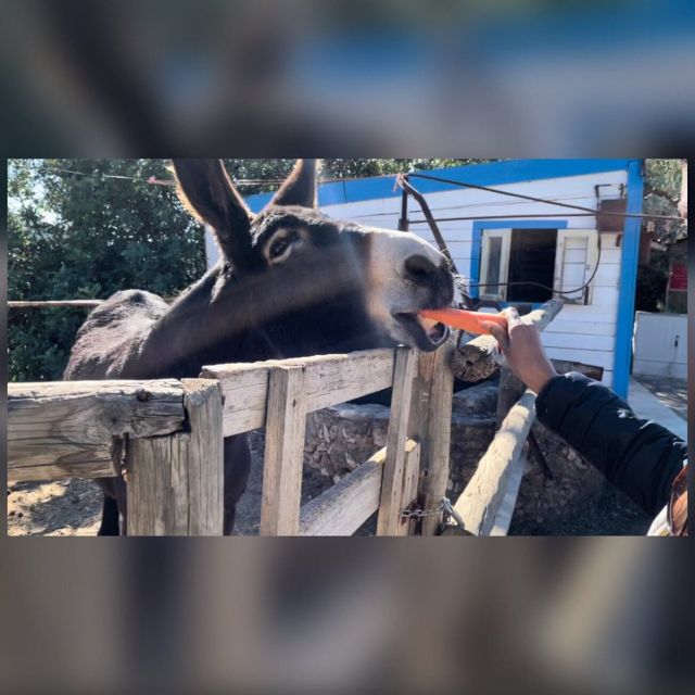 Albufeira Safari exploring villages, churches, castle & farm - What the $46 price really covers