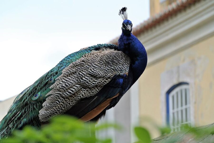 Alfama and the Castle of Saint George - Small Group Tour - Why this tour works well in Alfama