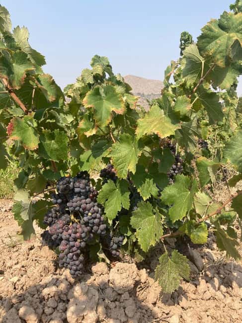 Alicante/Benidorm: Wine tasting tour,transfer,La Mola Castle - Who will enjoy this outing most