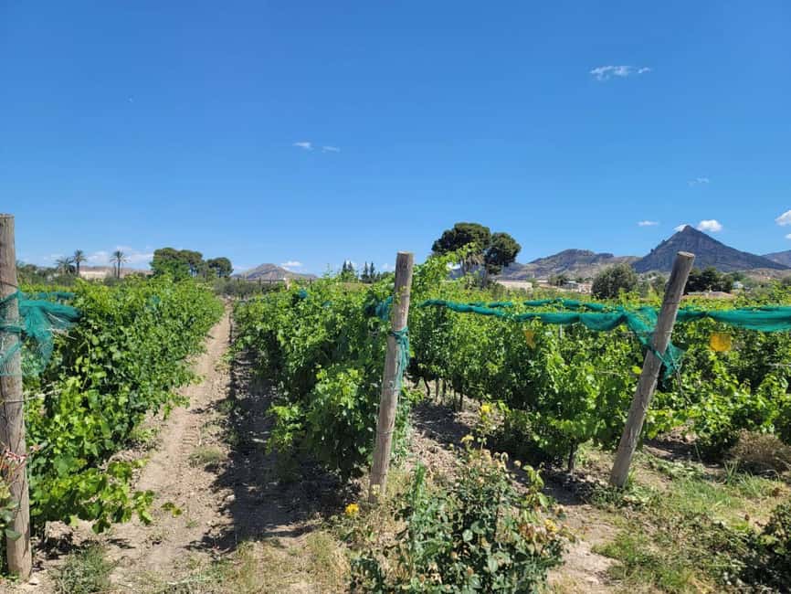 Alicante:Winery Tour+ Wine Tasting + Old castle - My take on the whole three-hour outing