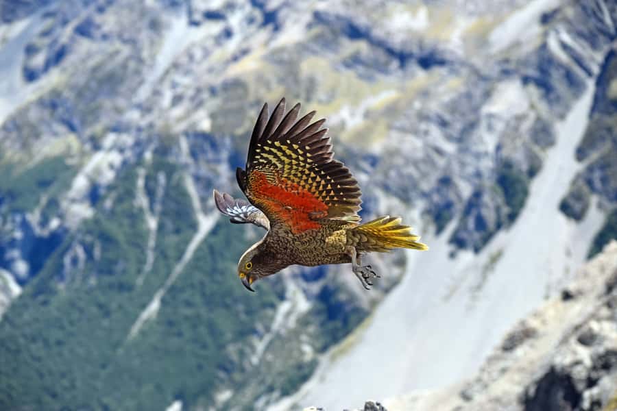 Arthur's Pass: TranzAlpine Train and Castle Hill Day Tour - Five things to know before you book