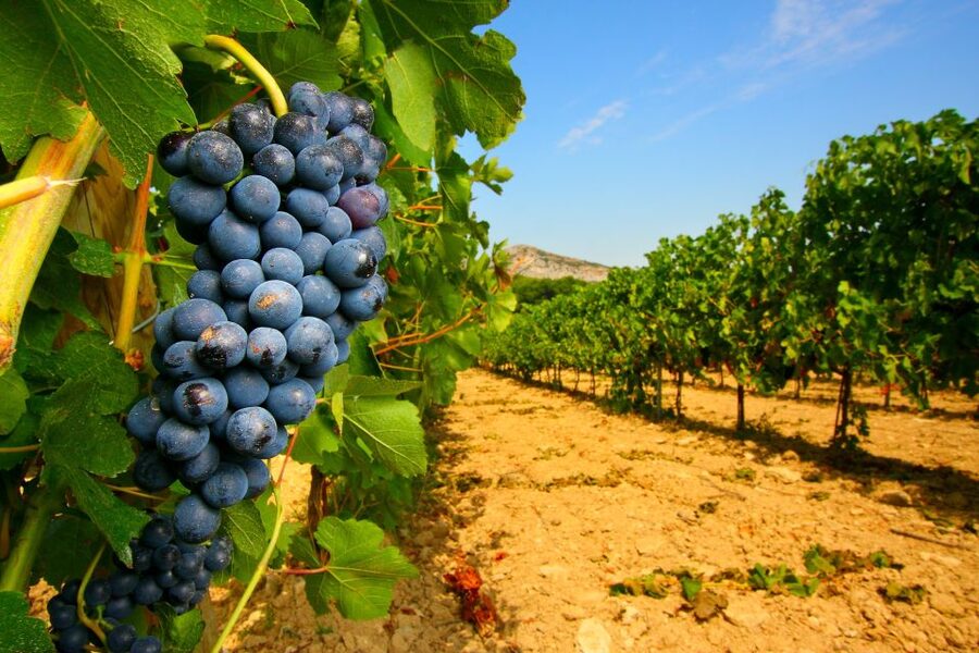 Avignon: Full-Day Wine Tour around Châteauneuf-du-Pape - What makes this wine day worth your time