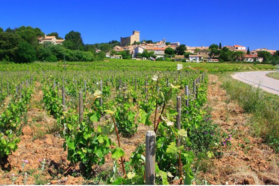 Avignon: Full-Day Wine Tour around Châteauneuf-du-Pape - Cellar visits and the tasting lesson