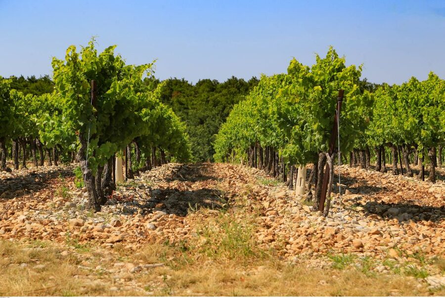 Avignon: Full-Day Wine Tour around Châteauneuf-du-Pape - Why the wineries matter more than the number