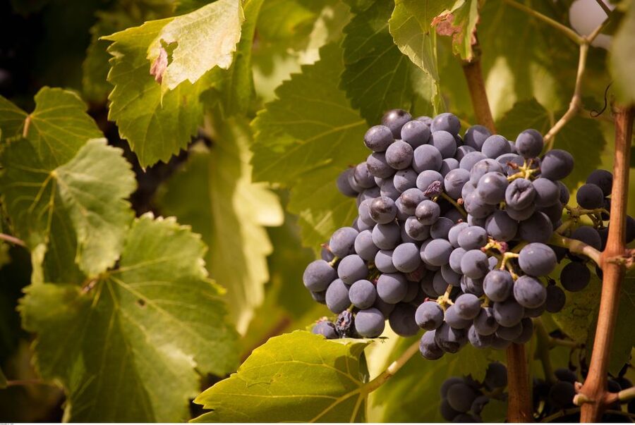 Avignon: Full-Day Wine Tour around Châteauneuf-du-Pape - A lunch stop that earns its place