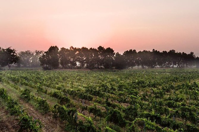 Baalback , Anjar & Chateau Ksara - Who should book this experience