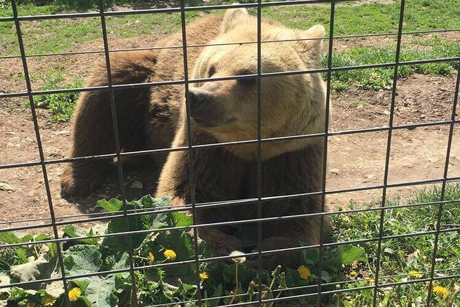 Bear Sanctuary and Bran Castle from Brasov - Who should book this half-day trip?