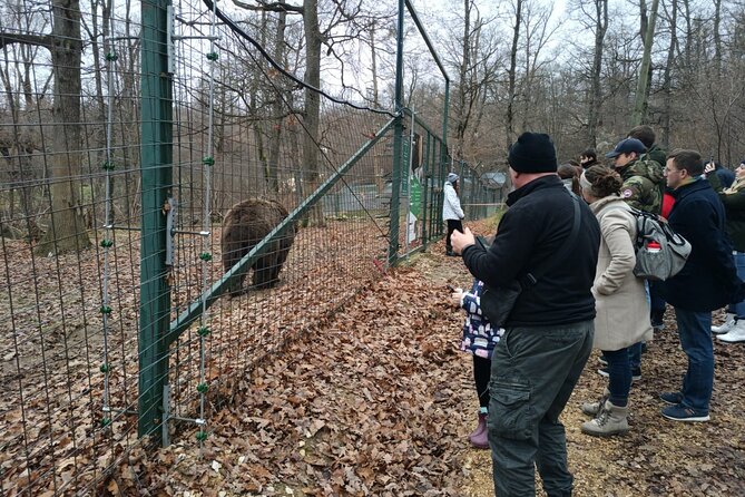 Bear Sanctuary and Bran Castle from Brasov - What the sanctuary visit can feel like