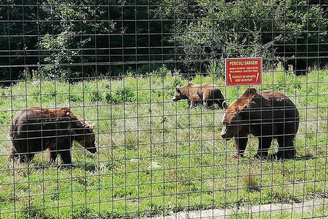 Bear Sanctuary and Dracula's Castle, 1-day Private Tour - Bran Castle and the Dracula question