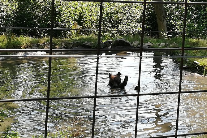 Bear Sanctuary and Dracula's Castle, 1-day Private Tour - Can Brasov or Peles Castle be added?