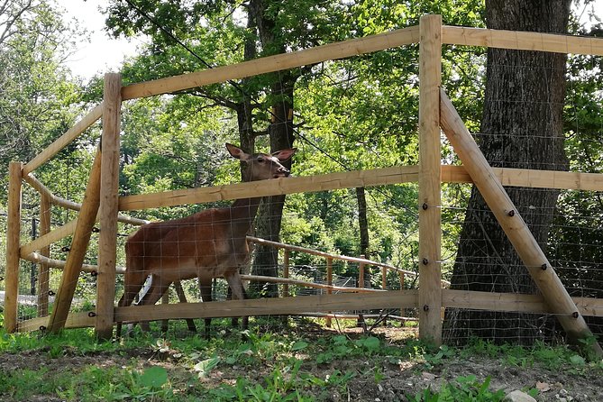 Bear Sanctuary and Dracula's Castle, 1-day Private Tour - Food, clothing, and what to pack
