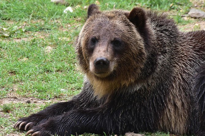 Bear Sanctuary and Dracula's Castle, 1-day Private Tour - Libearty Bear Sanctuary in Zarnesti