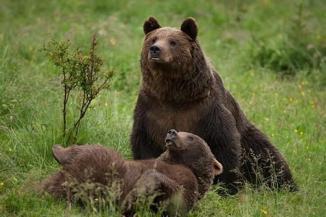 Bear Sanctuary & Rasnov Fortress - Private day tour from Bucharest - Meeting the bears at Libearty Sanctuary