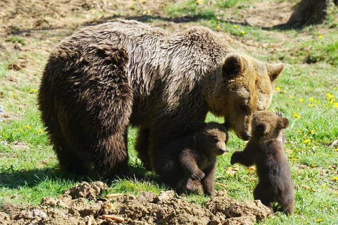 Bear Sanctuary & Rasnov Fortress - Private day tour from Bucharest - How the guides shape the experience