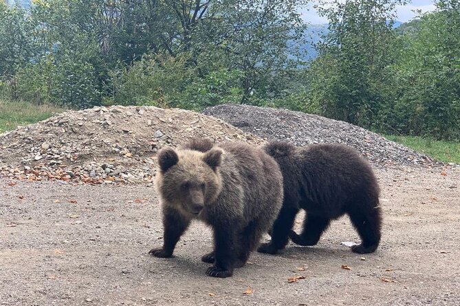 Bear Sanctuary & Rasnov Fortress - Private day tour from Bucharest - Is the $184.62 price good value?