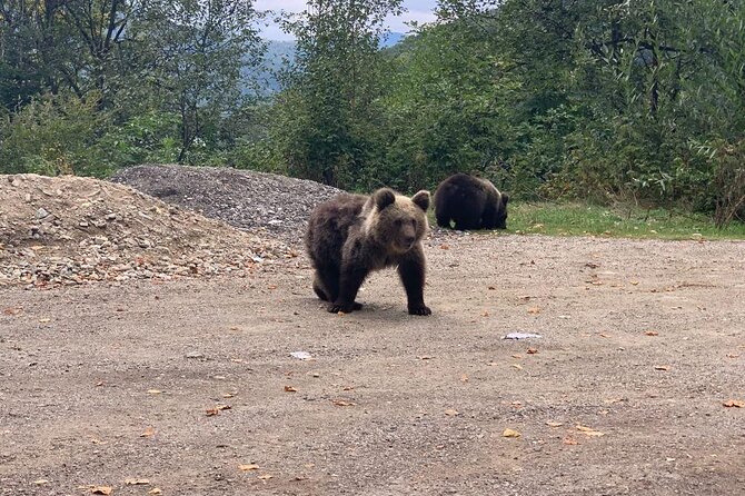Bear Sanctuary & Rasnov Fortress - Private day tour from Bucharest - Timing, comfort, and what to pack