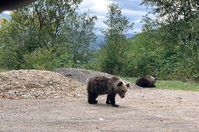 Bear Sanctuary & Rasnov Fortress - Private day tour from Bucharest - Who should book this experience?