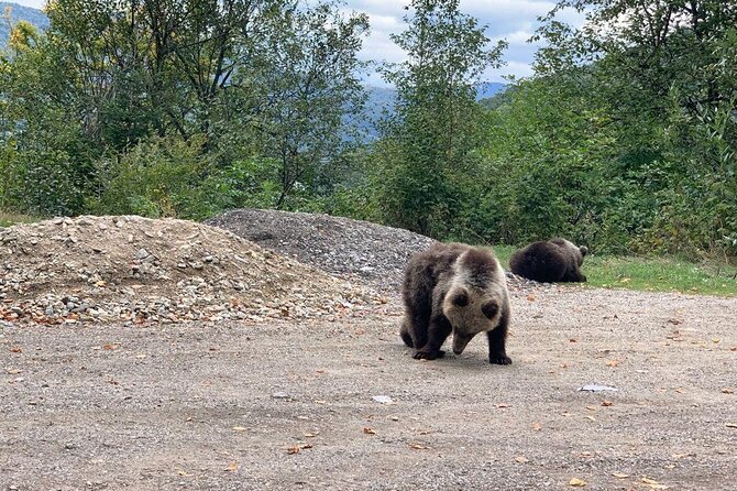 Bear Sanctuary & Rasnov Fortress - Private day tour from Bucharest - The long ride from Bucharest to Zarnesti