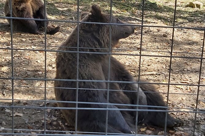 Bear Sanctuary Zarnesti,Bran Castle,Rasnov Fortres w/Hotel pickup - What the price really means