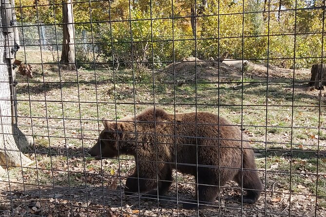 Bear Sanctuary Zarnesti,Bran Castle,Rasnov Fortres w/Hotel pickup - Who will enjoy this day most?