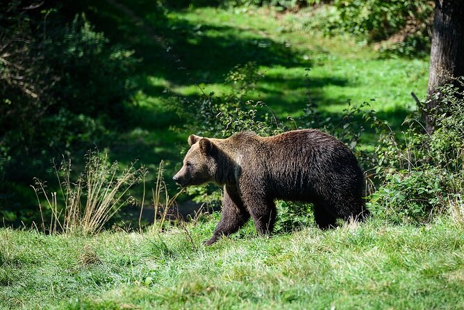 Bears Libearty Sanctuary and Dracula Bran Castle Day Trip - Key points before you book