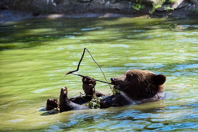 Bears Libearty Sanctuary and Dracula Bran Castle Day Trip - Bran Castle and the Dracula connection