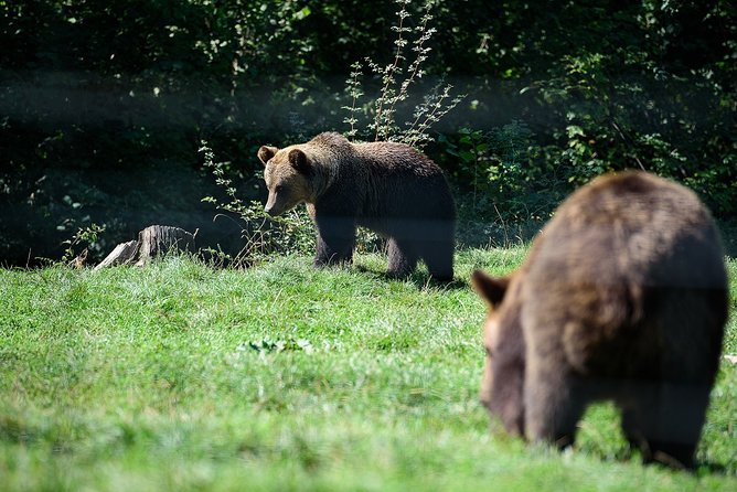 Bears Libearty Sanctuary and Dracula Bran Castle Day Trip - Who will get the most from this outing