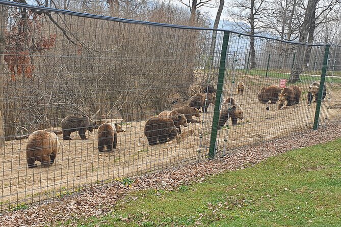 Bears Sanctuary, Dracula Castle and Brasov City - Full Day Trip from Bucharest - Three major stops in one long Romanian day