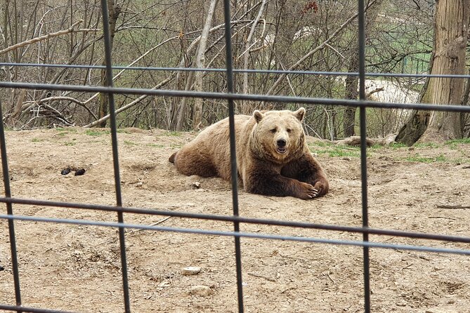 Bears Sanctuary, Dracula Castle and Brasov City - Full Day Trip from Bucharest - Libearty Bear Sanctuary: the most affecting stop