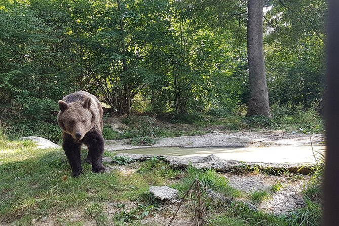 Bears Sanctuary, Dracula Castle and Brasov City - Full Day Trip from Bucharest - Brasov’s historic center: a calmer final act