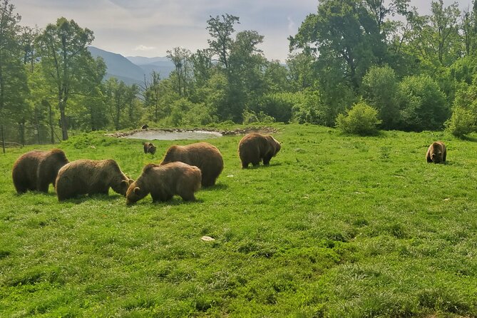 Bears Sanctuary, Dracula Castle and Poiana Brasov-Private day tour from Brasov - Small details that can improve your day
