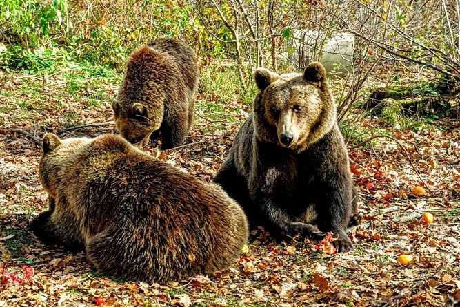 Bears Sanctuary, Dracula's Castle and Brașov City - Private Tour - Bran Castle beyond the Dracula label