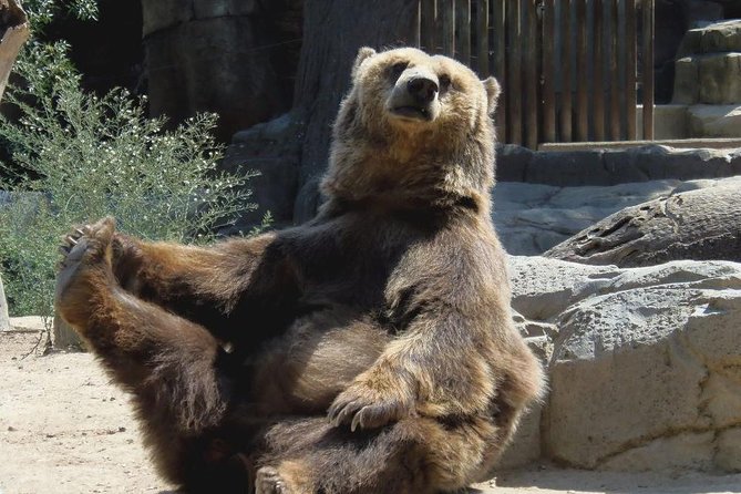 Bears Sanctuary, Dracula's Castle, Brasov Day Trip Private Tour from Bucharest - Bran Castle: separating Dracula from the real place