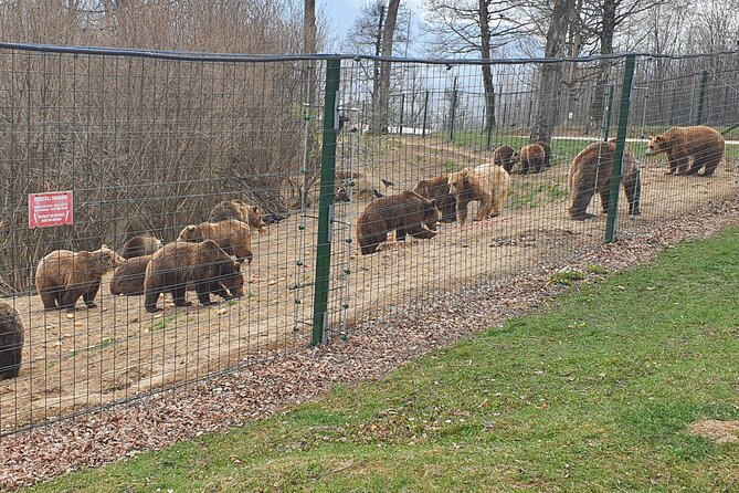 Bears Sanctuary, Dracula's Castle, Brasov Day Trip Private Tour from Bucharest - Who will enjoy this tour most