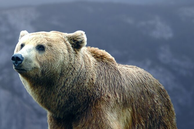 Bears Sanctuary, Dracula's Castle, Brasov Day Trip Private Tour from Bucharest - Libearty Bear Sanctuary: an emotional first stop