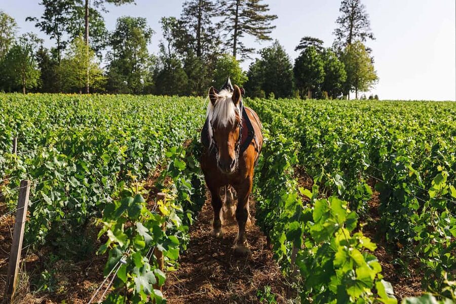 Beaune: Wine Tasting at Château de Pommard - Why Château de Pommard is a useful first Burgundy tasting