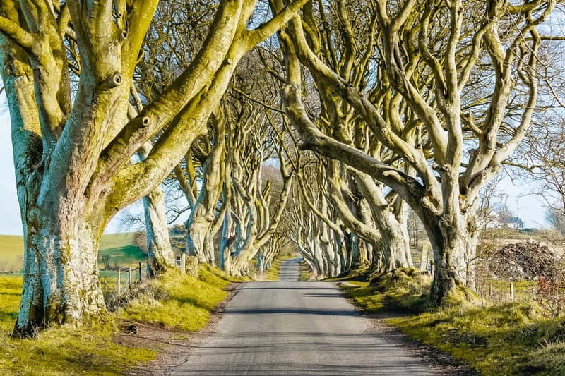 Belfast: Giant's Causeway, Dark Hedges, and Dunluce Castle - Two hours at the Giant’s Causeway
