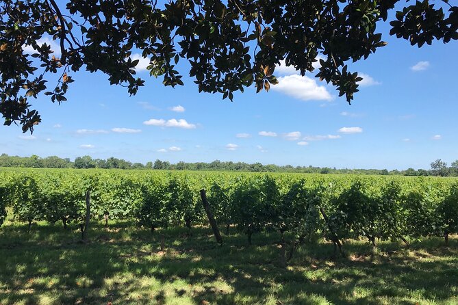 Blending workshop and tour of the chateau - Bottling your personalized wine