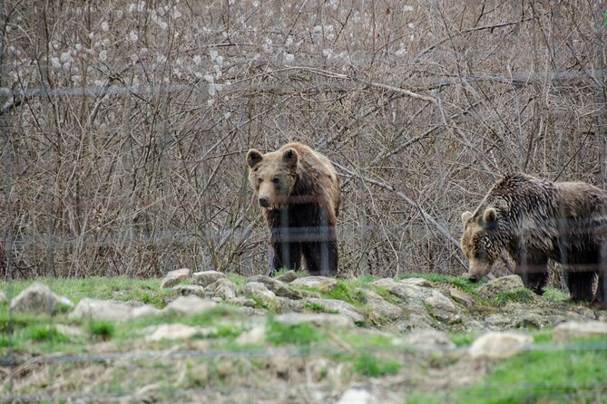 Bran Castle, Bear Sanctuary, and Rasnov Fortress Half Day Tour - What the $85 price really covers