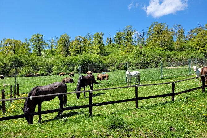 Bran Castle & Bear Sanctuary from Brasov - Optional Peles Castle - Why this Brasov day trip works