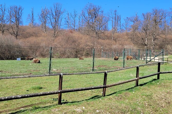 Bran Castle & Bear Sanctuary from Brasov - Optional Peles Castle - Who should book this experience?
