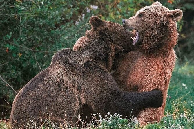 Brasov: Bear Sanctuary, Bran Castle & Rasnov Fortress GUIDED Tour - Libearty Bear Sanctuary: the day’s most meaningful stop