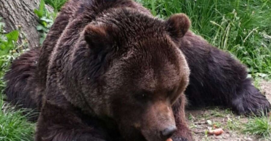 Brasov: Bear Sanctuary, Bran Castle & Rasnov Fortress Tour - Bran Castle beyond the Dracula label