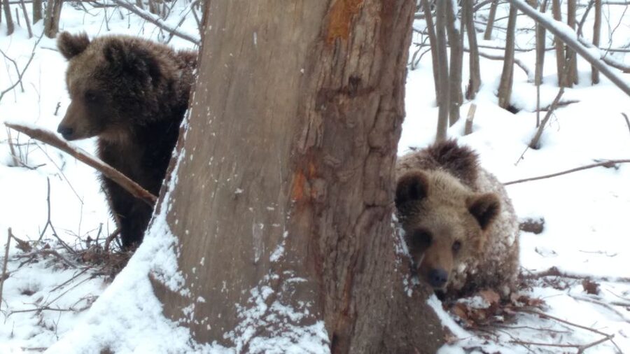 Brasov: Bear Sanctuary, Bran Castle & Rasnov Fortress Tour - Timing, meeting point, and useful preparation