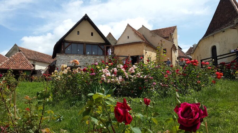 Brasov: Bear Sanctuary, Bran Castle & Rasnov Fortress Tour - Starting with rescued bears at Libearty