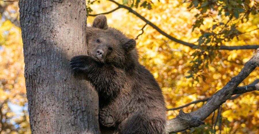 Brasov: Bear Sanctuary, Dracula Castle, and Râşnov Fortress - Libearty Bear Sanctuary: the day’s strongest stop